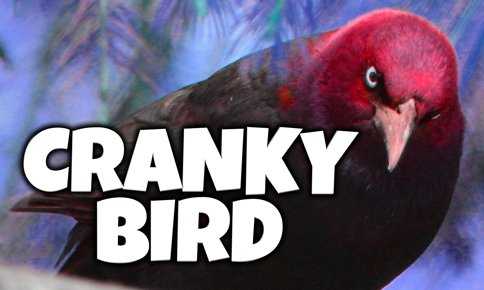 Cranky Bird